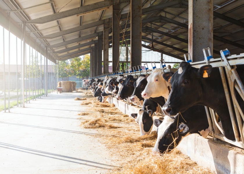 row of cows